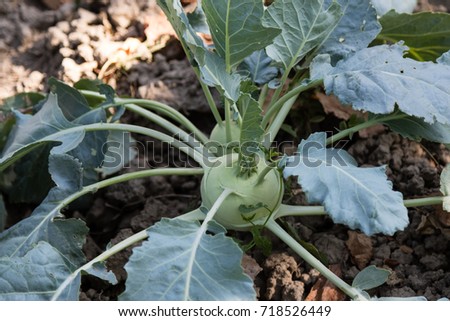 organic natural healthy raw kholrabi vegetable in garden