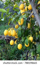 Organic orange tree and fresh fruit