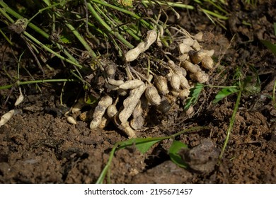 Organic Peanut Plant With Root On The Ground.