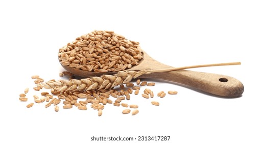Organic peeled spelt grains and ear of wheat in wooden spoon isolated on white, side view