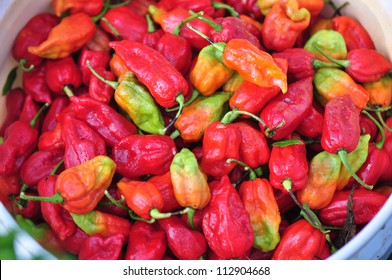 Organic pepper farm near Asheville  North Carolina growing the hottest peppers in the world 