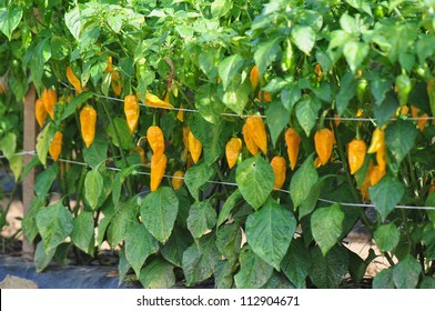 Organic pepper farm near Asheville  North Carolina growing the hottest peppers in the world 