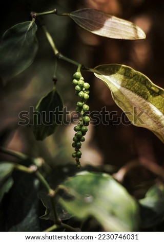 organic peppercorn pods growing on pepper vine plant in kampot cambodia