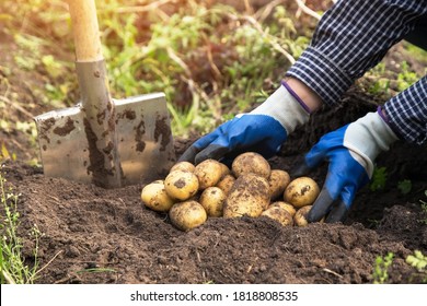 Organic potato harvest in garden. Farmer hands in gloves with freshly harvested potatoes - Powered by Shutterstock