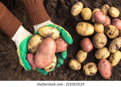 Organic Potato Harvest In Garden. Farmer Hands In Gloves With Freshly Harvested Yellow Pink Dirty Potatoes On Soil Ground Top View