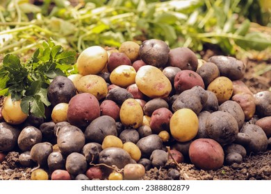 organic potatoes of different colors and sizes close-up selective focus, potato harvest - Powered by Shutterstock