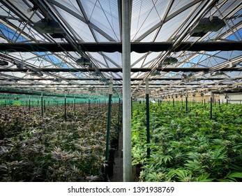 Organic Purple Cannabis Marijuana Greenhouse