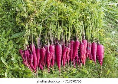 Organic Purple Carrots