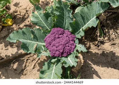 An organic purple cauliflower growing farm - Powered by Shutterstock