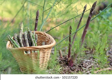 Organic Purple And Green Asparagus In Garden