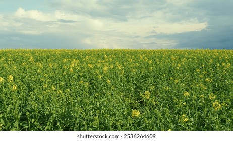 Organic Rapeseed Field For Pollination And Honey Production With Yellow Blossoms. Blooming Rapeseed Field On A Sunny Day In Spring. Canola Background Blue Sky. - Powered by Shutterstock