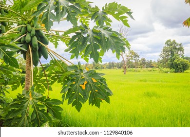 abundantly plentifully treetop