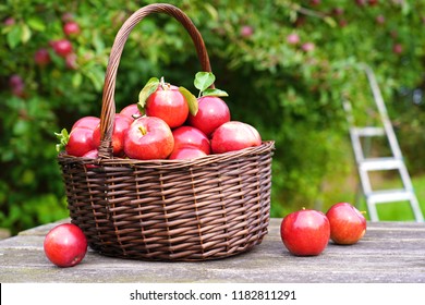 Organic red apples in a basket on the old table