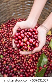 Organic Red Berries Coffee Beans In Hands.