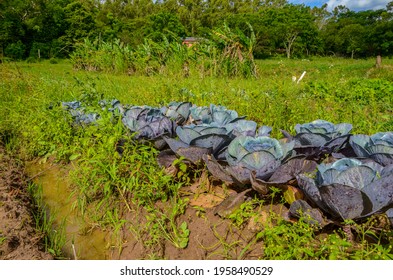 Organic Red Cabbage Plantation On A Family Farm In Brazil