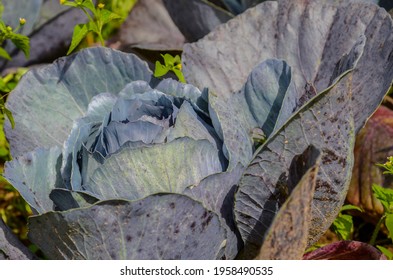 Organic Red Cabbage Plantation On A Family Farm In Brazil