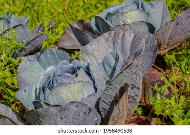 Organic Red Cabbage Plantation On A Family Farm In Brazil