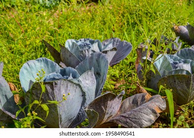 Organic Red Cabbage Plantation On A Family Farm In Brazil