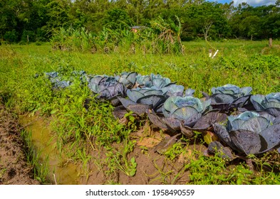 Organic Red Cabbage Plantation On A Family Farm In Brazil