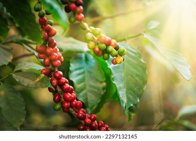 Organic red coffee cherries, raw coffee bean on coffee tree plantation north of chiang rai thailand, close up  to soft focus blur background, - Powered by Shutterstock