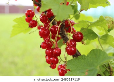 Organic Red Currant Berry Bunch. Autumn Harvest Nature Close Up. - Powered by Shutterstock