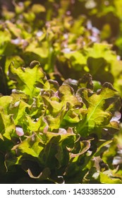 organic red oak lettuce on  vegetables salad  food nature background
