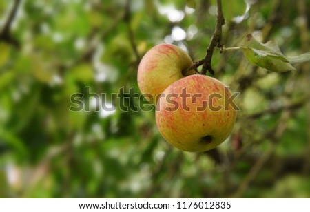 Similar – Foto Bild Little apples on a branch.