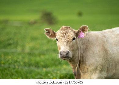 Organic Regenerative Grass Fed Cows. Cattle Grazing On Pasture In A Field On A Ranch. Stud Cow Eating Grass On A Sustainable Agriculture Farm. Angus And Wagyu Heifers In Spring