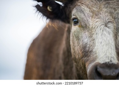 Organic, Regenerative, Sustainable Agriculture Farm Producing Stud Wagyu Beef Cows.