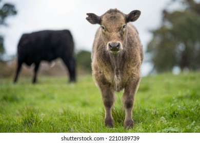 Organic, Regenerative, Sustainable Agriculture Farm Producing Stud Wagyu Beef Cows.