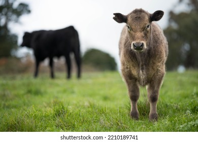 Organic, Regenerative, Sustainable Agriculture Farm Producing Stud Wagyu Beef Cows.