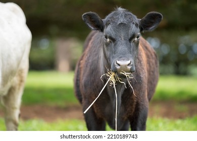 Organic, Regenerative, Sustainable Agriculture Farm Producing Stud Wagyu Beef Cows.