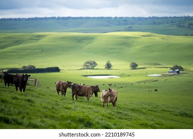 Organic, Regenerative, Sustainable Agriculture Farm Producing Stud Wagyu Beef Cows.