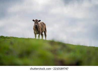 Organic, Regenerative, Sustainable Agriculture Farm Producing Stud Wagyu Beef Cows.