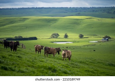 Organic, Regenerative, Sustainable Agriculture Farm Producing Stud Wagyu Beef Cows.