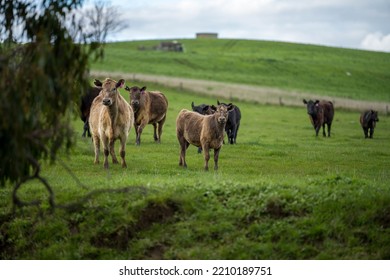 Organic, Regenerative, Sustainable Agriculture Farm Producing Stud Wagyu Beef Cows.