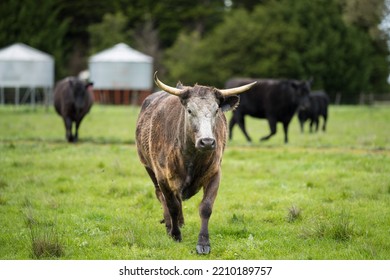 Organic, Regenerative, Sustainable Agriculture Farm Producing Stud Wagyu Beef Cows.