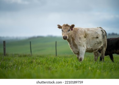 Organic, Regenerative, Sustainable Agriculture Farm Producing Stud Wagyu Beef Cows.