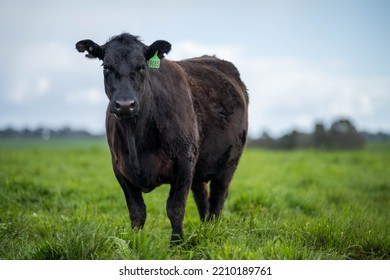 Organic, Regenerative, Sustainable Agriculture Farm Producing Stud Wagyu Beef Cows.