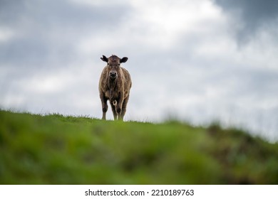 Organic, Regenerative, Sustainable Agriculture Farm Producing Stud Wagyu Beef Cows.