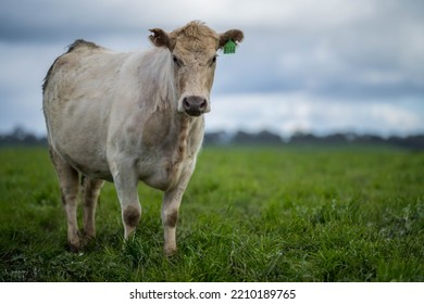 Organic, Regenerative, Sustainable Agriculture Farm Producing Stud Wagyu Beef Cows.