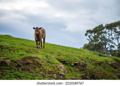 Organic, Regenerative, Sustainable Agriculture Farm Producing Stud Wagyu Beef Cows.