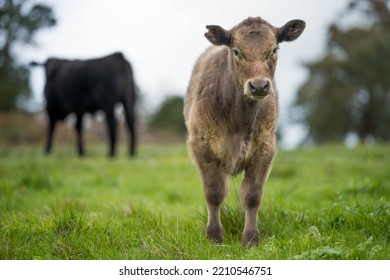 Organic, Regenerative, Sustainable Agriculture Farm Producing Stud Wagyu Beef Cows. Cattle Grazing In A Paddock. Cow In A Field On A Ranch
