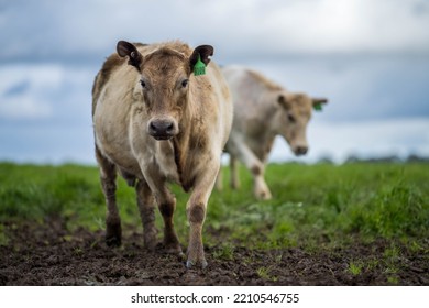 Organic, Regenerative, Sustainable Agriculture Farm Producing Stud Wagyu Beef Cows. Cattle Grazing In A Paddock. Cow In A Field On A Ranch
