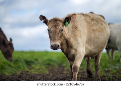 Organic, Regenerative, Sustainable Agriculture Farm Producing Stud Wagyu Beef Cows. Cattle Grazing In A Paddock. Cow In A Field On A Ranch
