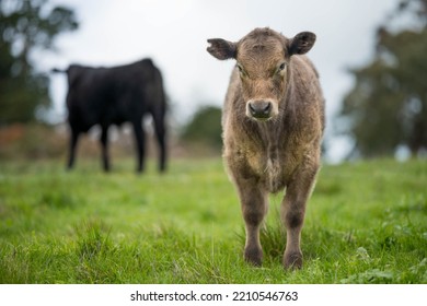 Organic, Regenerative, Sustainable Agriculture Farm Producing Stud Wagyu Beef Cows. Cattle Grazing In A Paddock. Cow In A Field On A Ranch
