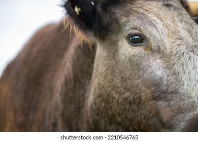 Organic, Regenerative, Sustainable Agriculture Farm Producing Stud Wagyu Beef Cows. Cattle Grazing In A Paddock. Cow In A Field On A Ranch
