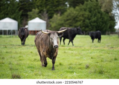 Organic, Regenerative, Sustainable Agriculture Farm Producing Stud Wagyu Beef Cows. Cattle Grazing In A Paddock. Cow In A Field On A Ranch
