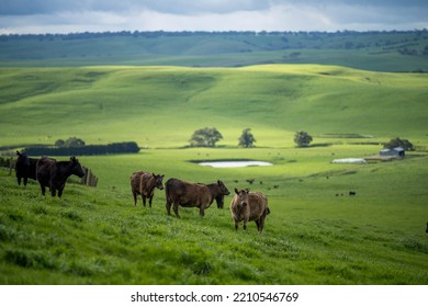 organic, regenerative, sustainable agriculture farm producing stud wagyu beef cows. cattle grazing in a paddock. cow in a field on a ranch
 - Shutterstock ID 2210546769