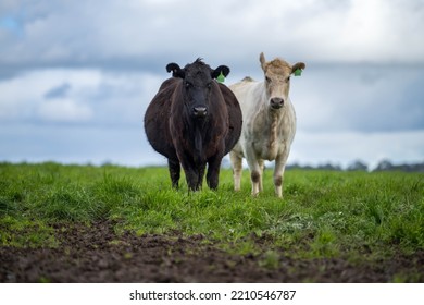 Organic, Regenerative, Sustainable Agriculture Farm Producing Stud Wagyu Beef Cows. Cattle Grazing In A Paddock. Cow In A Field On A Ranch
